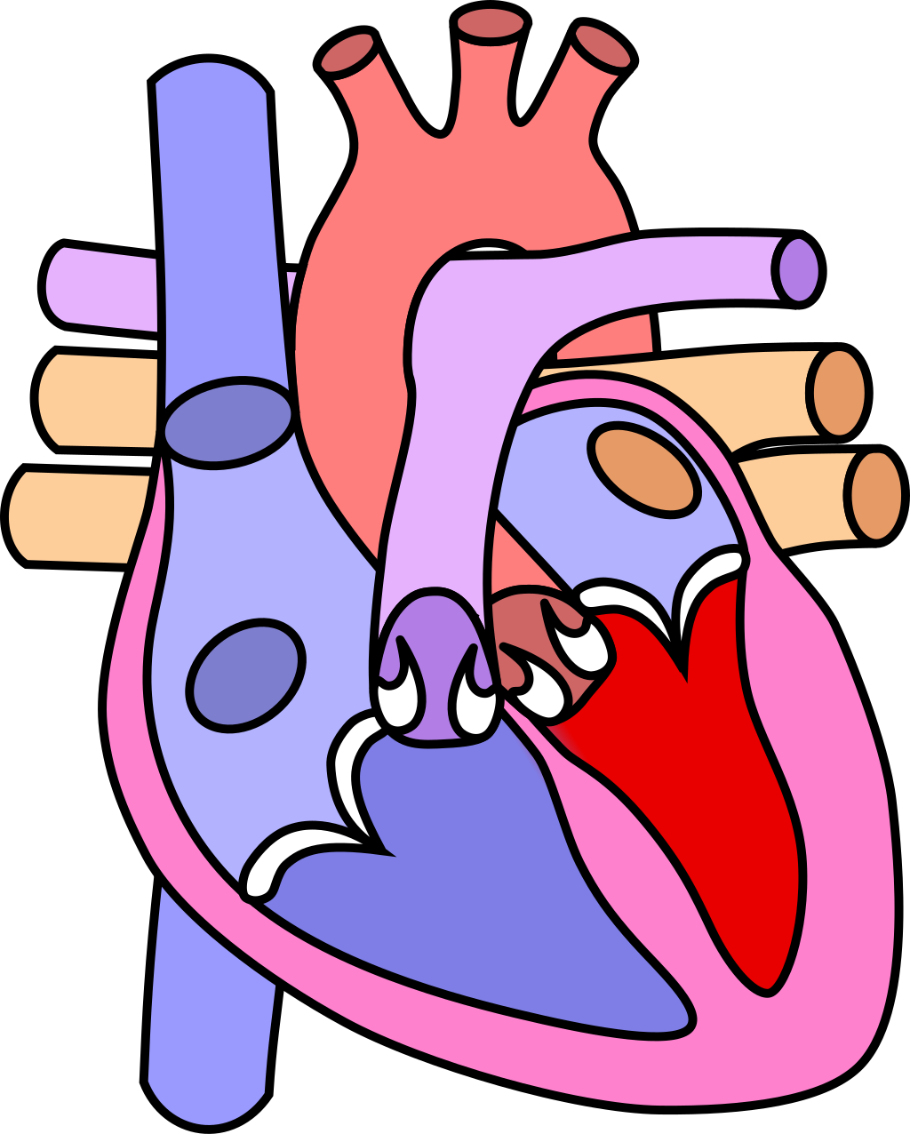 Accouchement normal (procédure) — Wikimedica