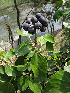 <i>Hedera rhombea</i> Species of vine