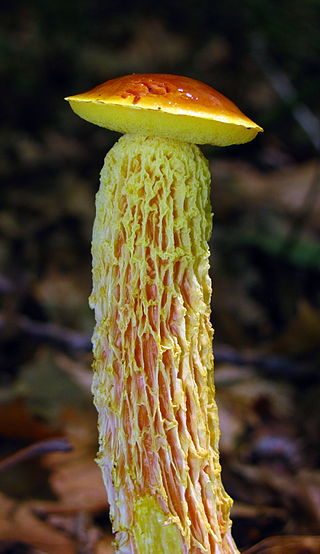 <i>Aureoboletus betula</i> Species of fungus