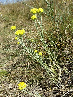 Hietaolkikukka (Helichrysum arenarium)