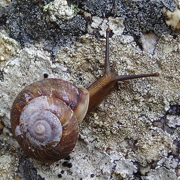 File:Helicigona lapicida PaR cropped.JPG