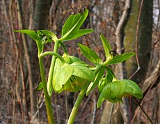 Helleborus viridis ENBLA04.jpg