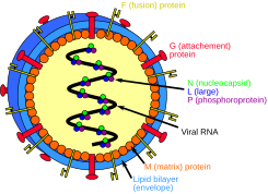 Henipavirus structure.svg