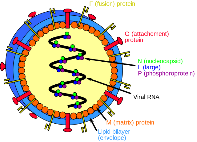 https://upload.wikimedia.org/wikipedia/commons/thumb/8/86/Henipavirus_structure.svg/640px-Henipavirus_structure.svg.png