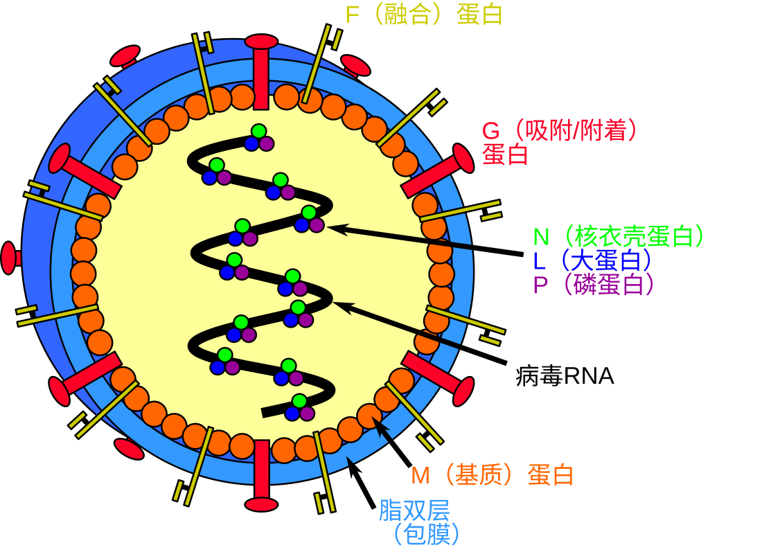 尼帕病毒感染