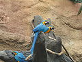 Blauw-gele ara in Henry Villas Zoo, Wisconsin