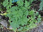 Heracleum candicans.JPG