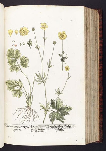 File:Herbarium Blackwellianum emendatum et auctum, id est, Elisabethae Blackwell collectio stirpium (Plate 31) BHL291081.jpg