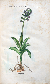 Herbarum vivae eicones-1-25-103.png