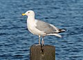 * Nomination Herring gull in Marine Park --Rhododendrites 17:14, 13 February 2023 (UTC) * Promotion  Support Good quality. --Poco a poco 17:22, 13 February 2023 (UTC)