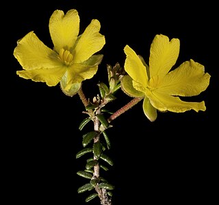 <i>Hibbertia microphylla</i> Species of flowering plant