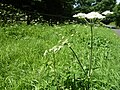 Heracleum sphondylium