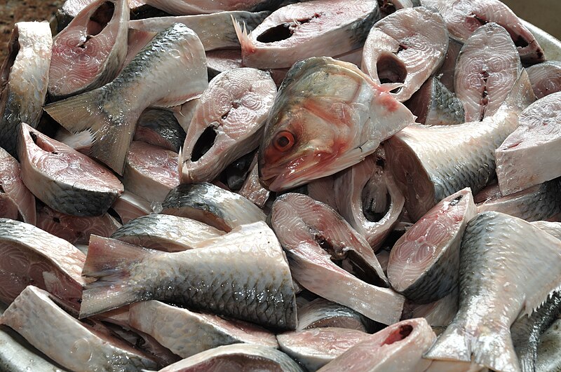 File:Hilsa 7009.JPG