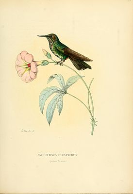 Avocettinus eurypterus = Avocettula recurvirostris (cat)
