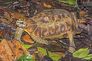 <span class="mw-page-title-main">Home's hinge-back tortoise</span> Species of tortoise