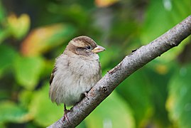 House Sparrow on Branch