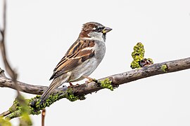 House sparrow 2023 11 03.jpg