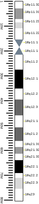 Human chromosome 18 ideogram vertical.svg