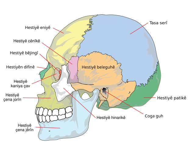 File:Human skull side simplified (bones) ku.svg - Wikimedia Commons