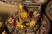 Multi-headed L. bromfieldii plant in flower Huntington Gardens 02 - Lithops bromfieldii.jpg