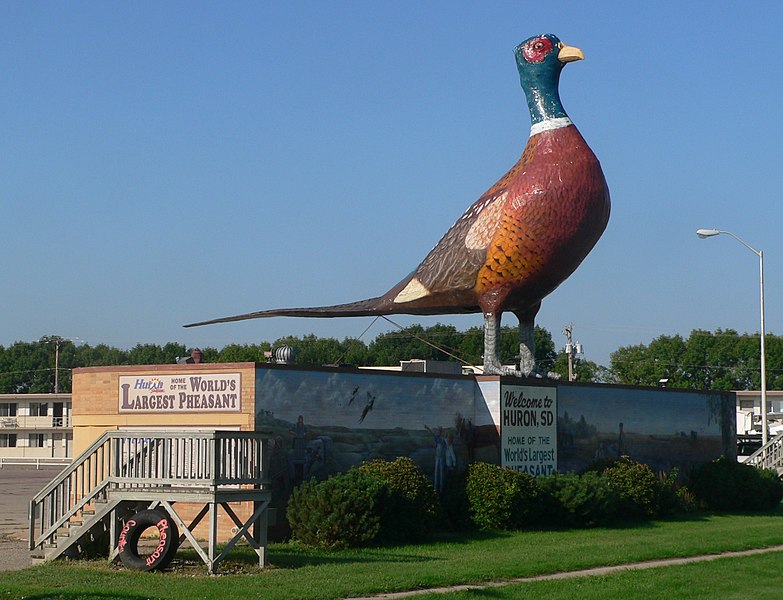 File:Huron, SD, large pheasant from NE 1.jpg