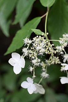 Hydrangea heteromalla fleurs4.jpg