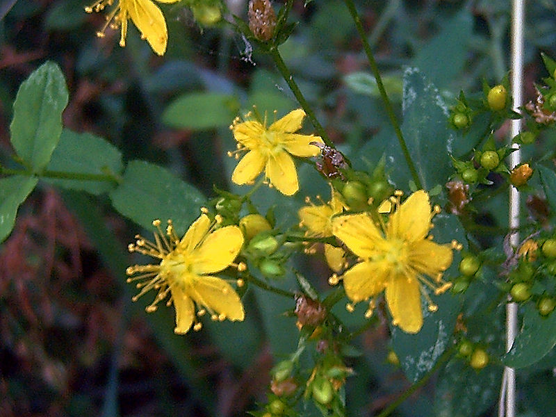 File:Hypericum maculatum Flores 2008-8-15 SierraMadrona.jpg