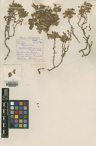 <i>Hypericum vacciniifolium</i> Species of flowering plant in the St Johns wort family Hypericaceae