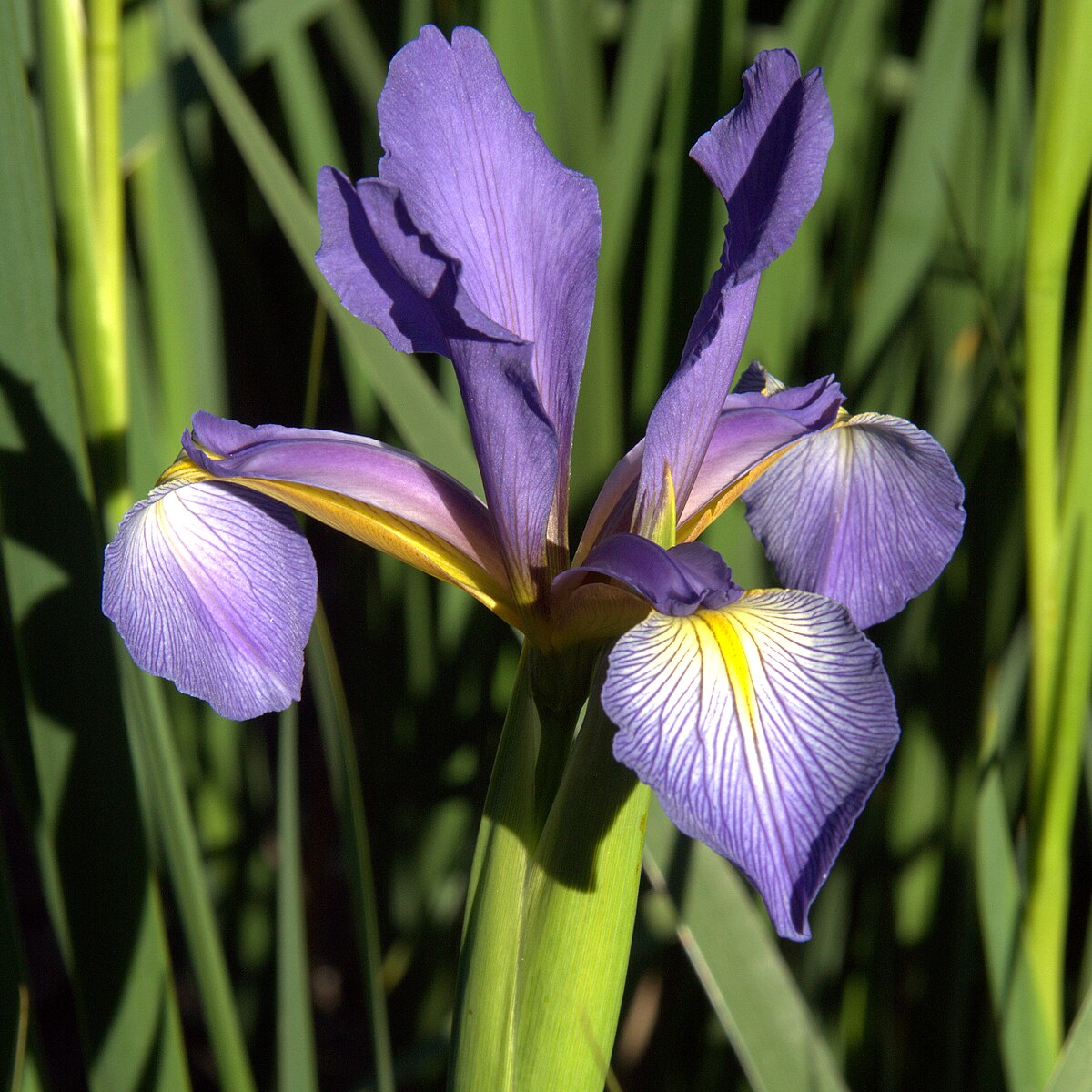 Iris virginica - Wikipedia