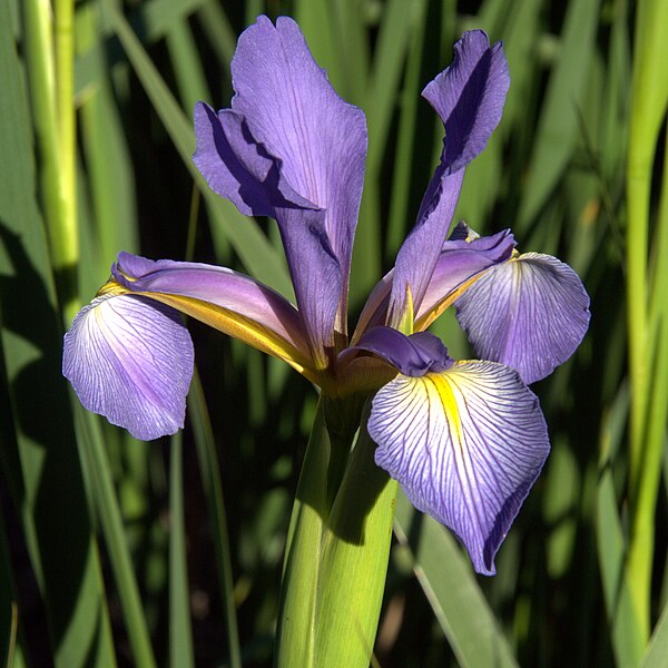 File:IMG 7902-Iris spuria ssp notha.jpg