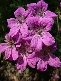 Erodium manescavi