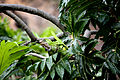 Iguana delicatissima in Coulibistrie i04.jpg