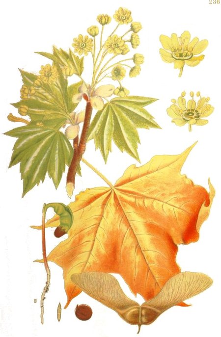 Illustration Acer platanoides1 clean.jpg