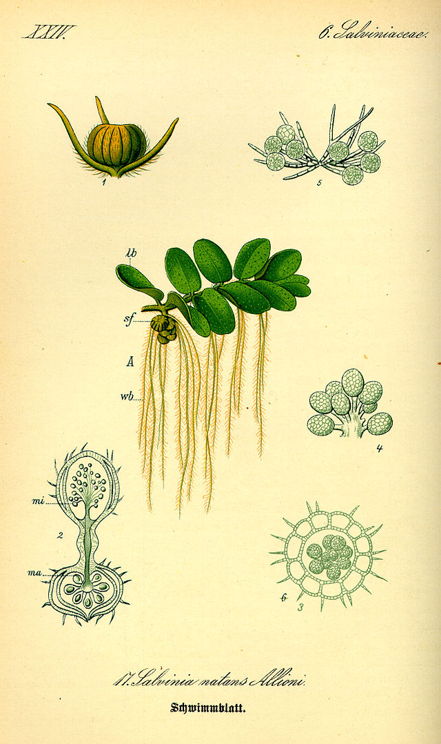 Description de l'image Illustration Salvinia natans0.jpg.