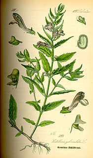 <i>Scutellaria galericulata</i> species of plant