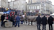 Vignette pour Promenade des bœufs gras de Bazas