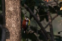 Indian Nuthatch in Satpura Tiger Reserve.jpg