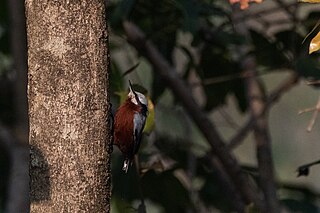 <span class="mw-page-title-main">Indian nuthatch</span> Species of bird