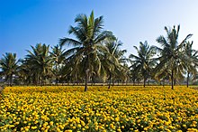 Coconuts are an important regional cash crop. Intercropping coconut n Tagetes erecta.jpg