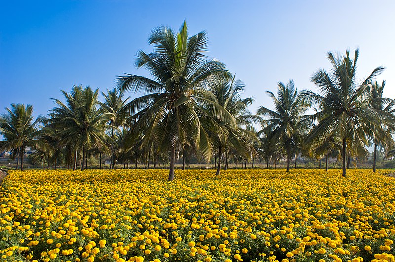 File:Intercropping coconut n Tagetes erecta.jpg