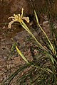 Iris innominata