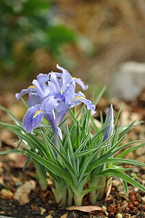 <i>Iris planifolia</i> Species of flowering plant