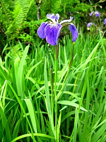 Iris setosa in Fukushima, Japan Iris setosa.JPG
