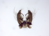 EMÜ tudeng: Viktoria Burtin Isase metsasääse (Aedes cinereus) hüpopüüg ehk genitaalid.