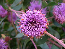 Isopogon cuneatus.JPG