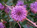 Isopogon cuneatus