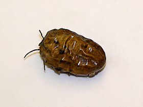 Ixodidae - Hyalomma dromedarii.JPG