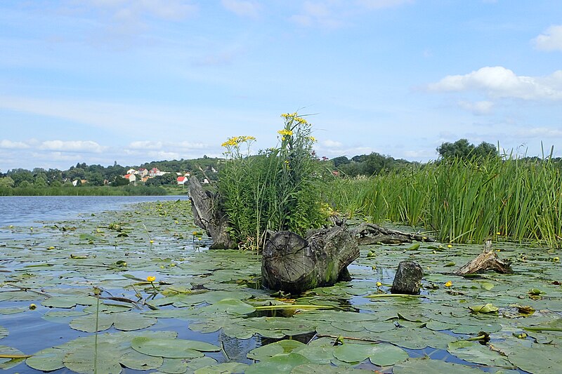 File:Jacobaea paludosa kz02.jpg