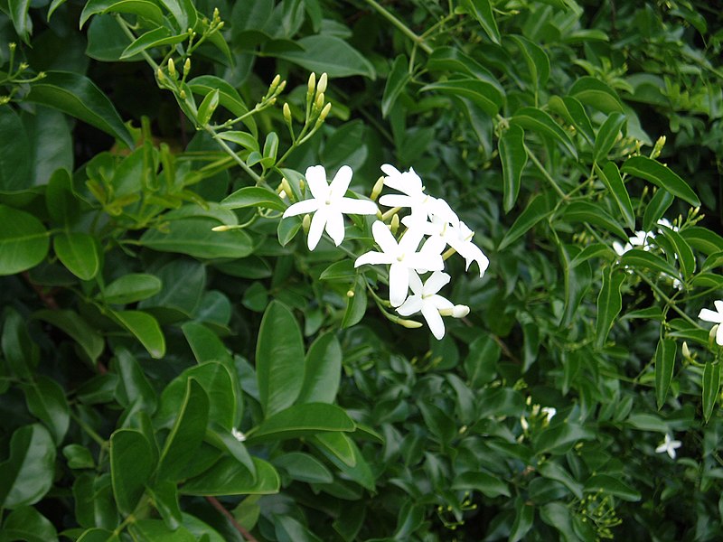 File:Jasminum fluminense Vell. (AM AK289662-3).jpg