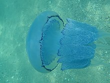 Rhizostoma pulmo Jellyfish2.jpg